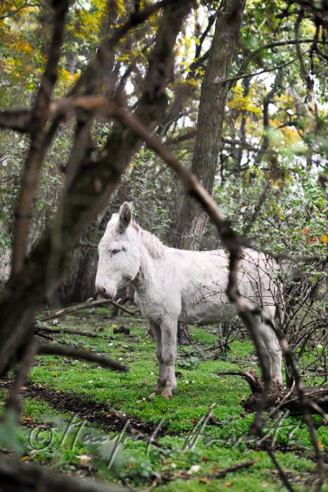 Albino Donkeys on the meadow
