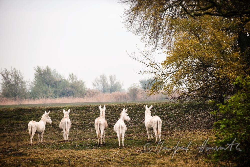 Albino Donkeys on the meadow