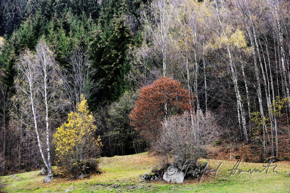 granite boulder on the forest glade near the Ederbauer Farm