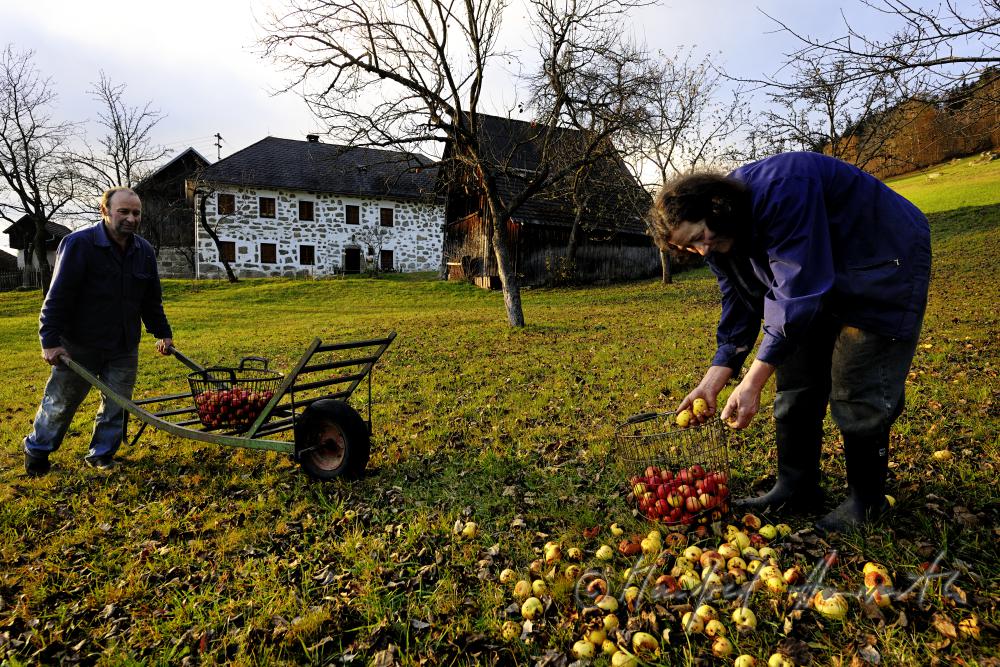 farmers harvesting apples