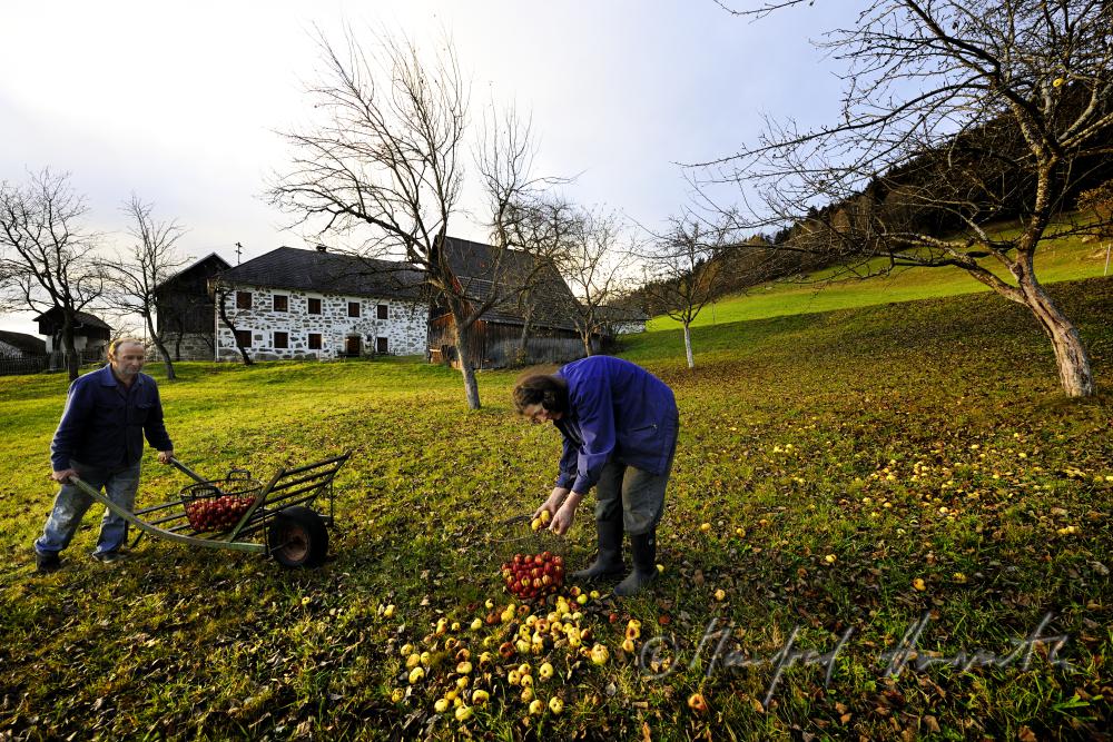 farmers harvesting apples