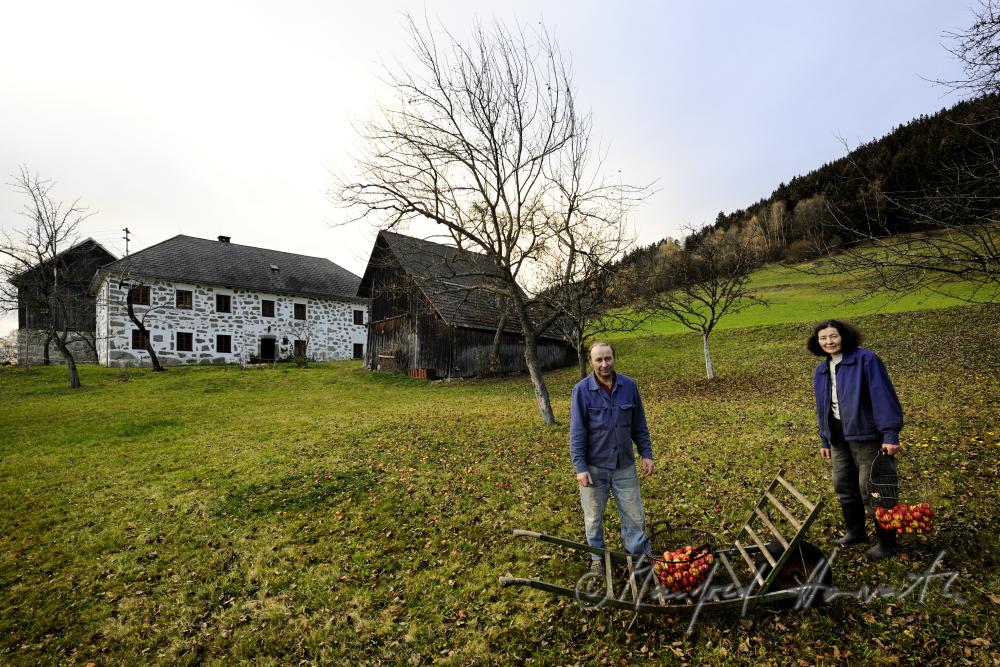 farmers harvesting apples