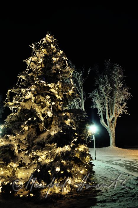 christmas tree on the main square