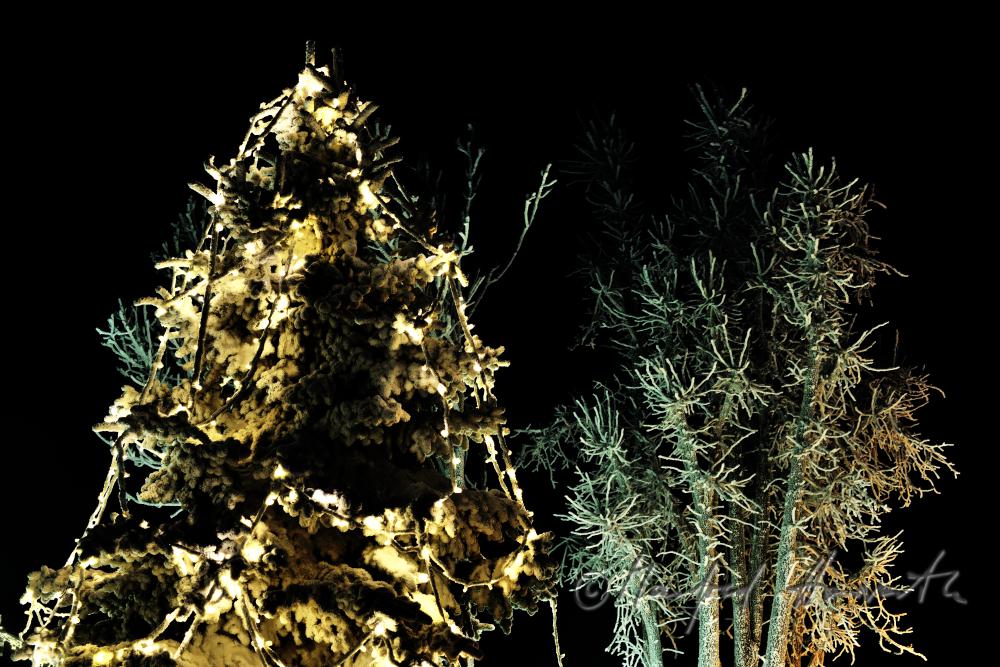 christmas tree on the main square