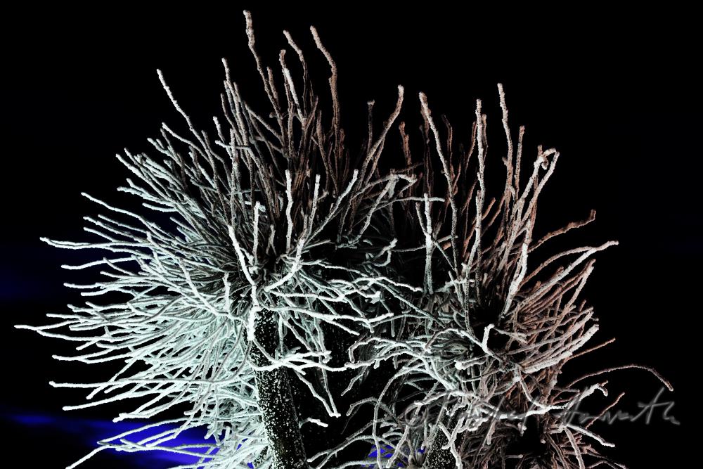 iced up trees covered with hoarfrost