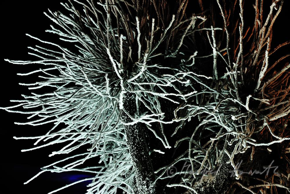 iced up trees covered with hoarfrost