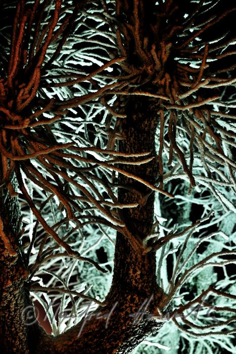 iced up trees covered with hoarfrost
