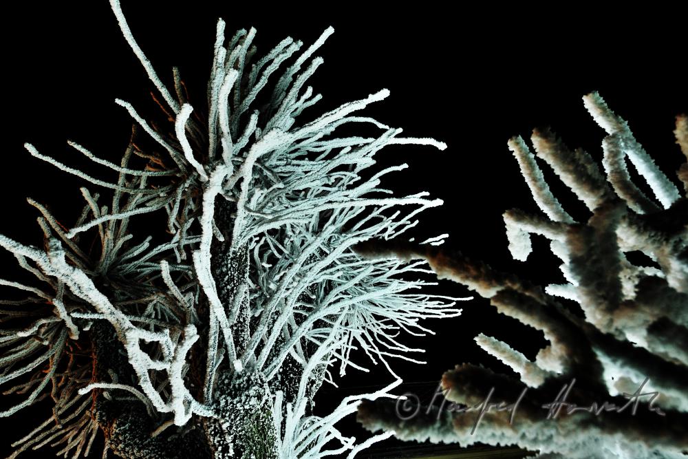 iced up trees covered with hoarfrost