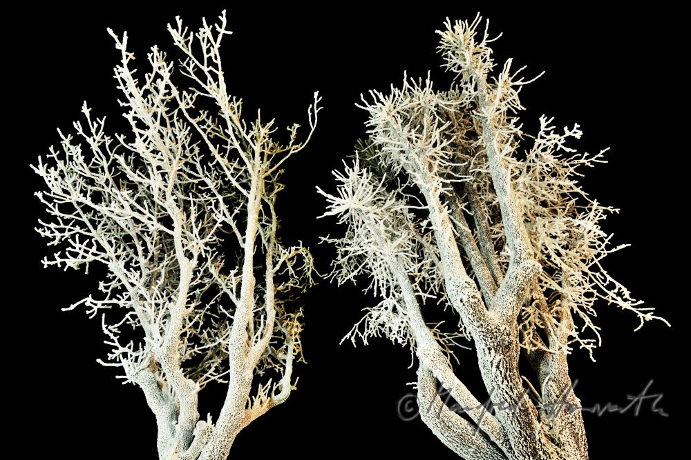 iced up trees covered with hoarfrost