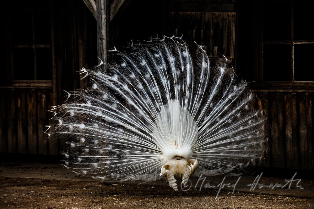 white peacock in the volery of the animal park