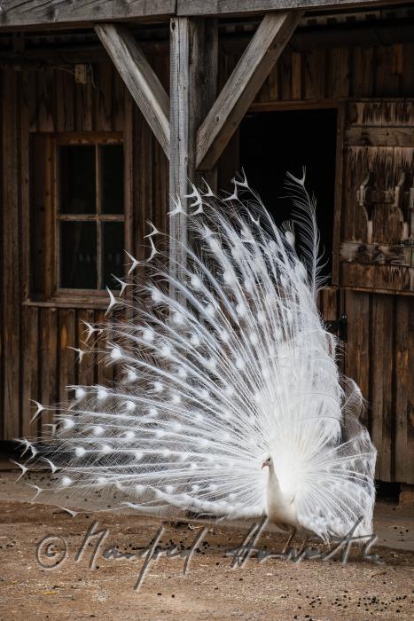 white peacock in the volery of the animal park