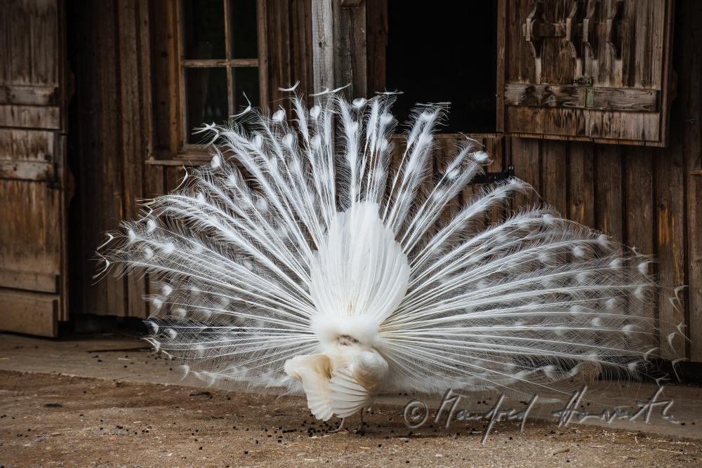 white peacock in the volery of the animal park