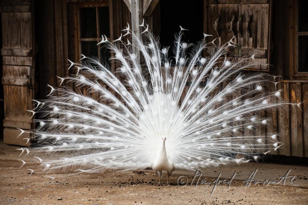white peacock in the volery of the animal park