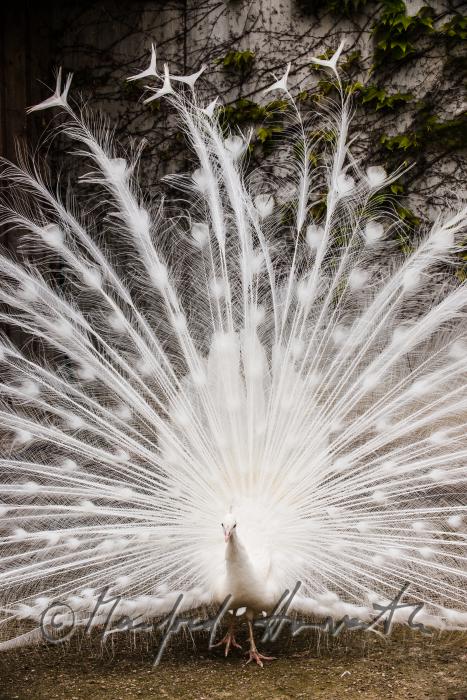 white peacock in the volery of the animal park