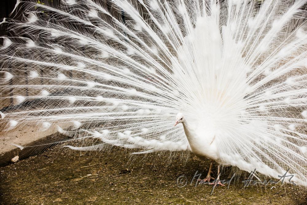white peacock in the volery of the animal park