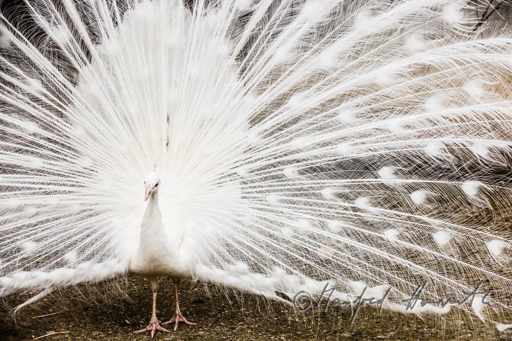 white peacock in the volery of the animal park