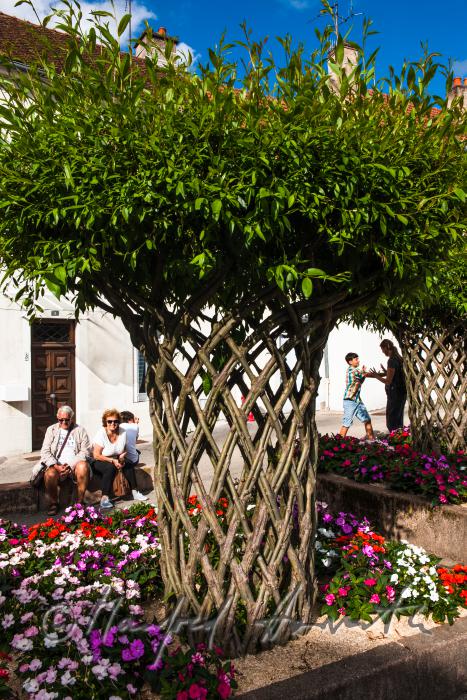 caned willow trees on the main square of town