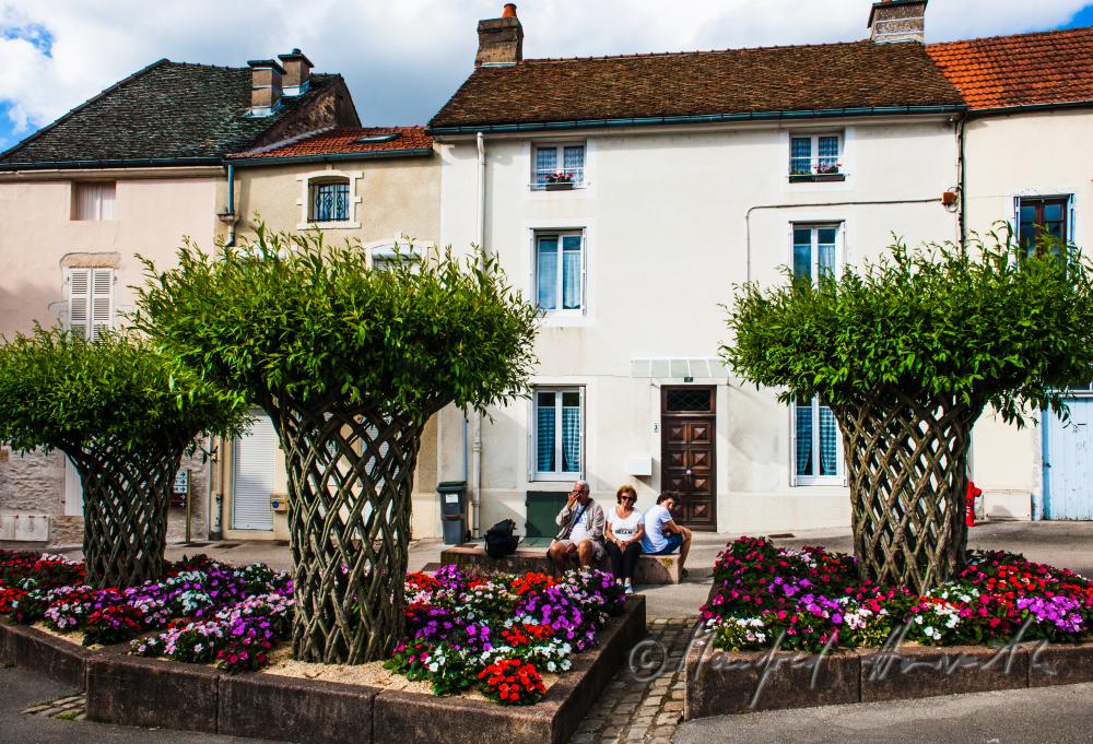 caned willow trees on the main square of town
