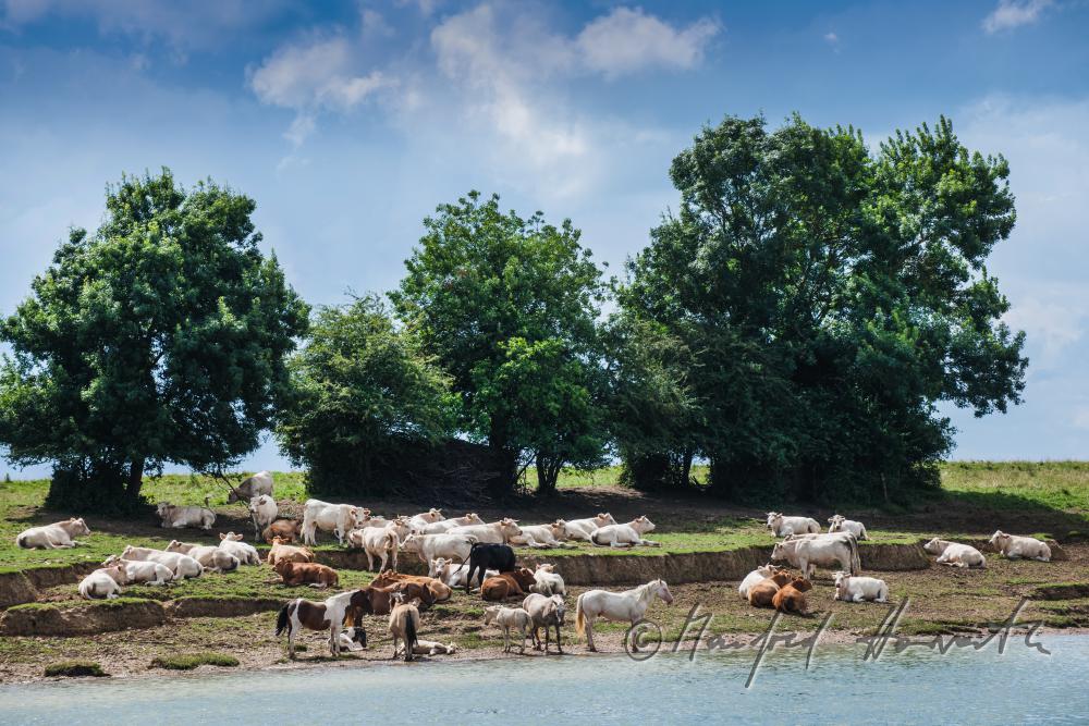 Charolais cattle and horses on the riverbank of the river Saone