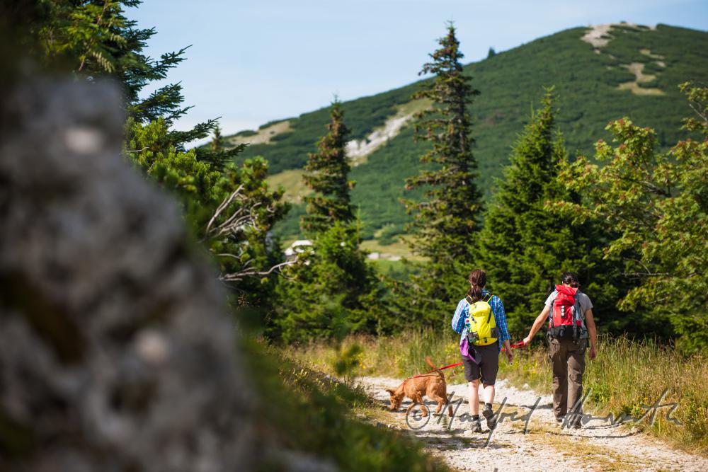 hikers with dog on the panorama path