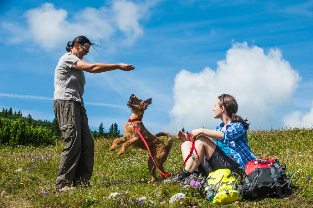 hikers with dog on the panorama path