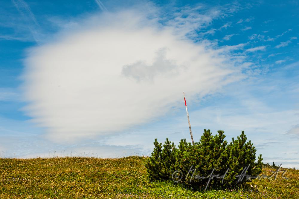 mountain ridge and dwarf pine near the alpine hut 