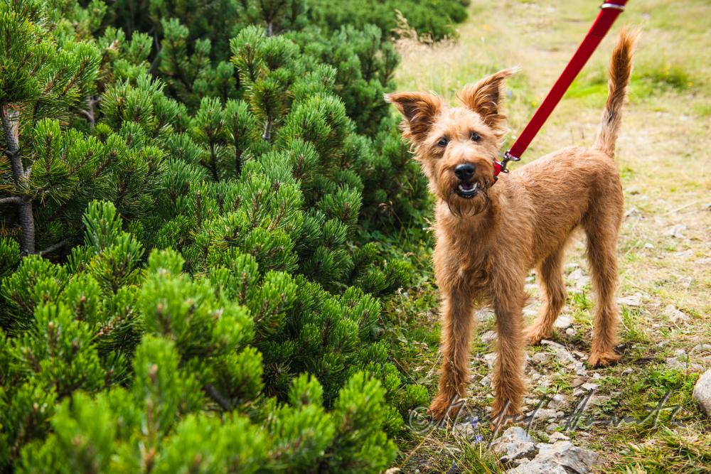hiking with a dog: Airedale Terrier near a dwarf pine