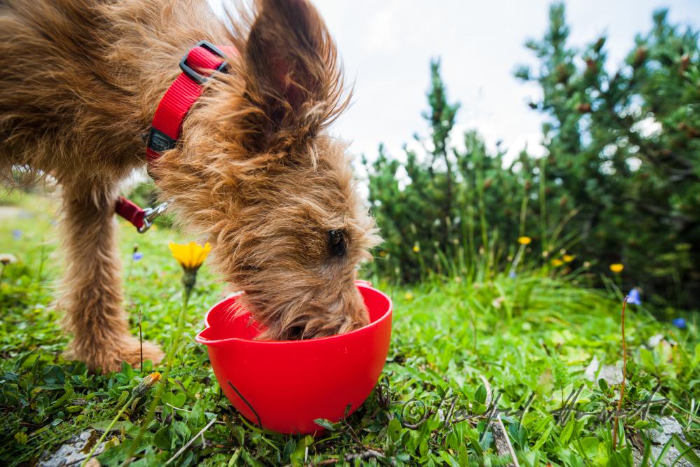 hiking with a dog: Airedale Terrier drinking water