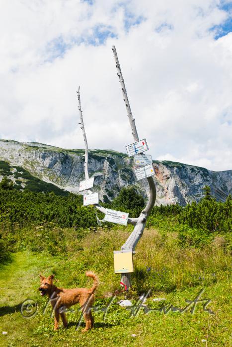 Airedale Terrier near the direction