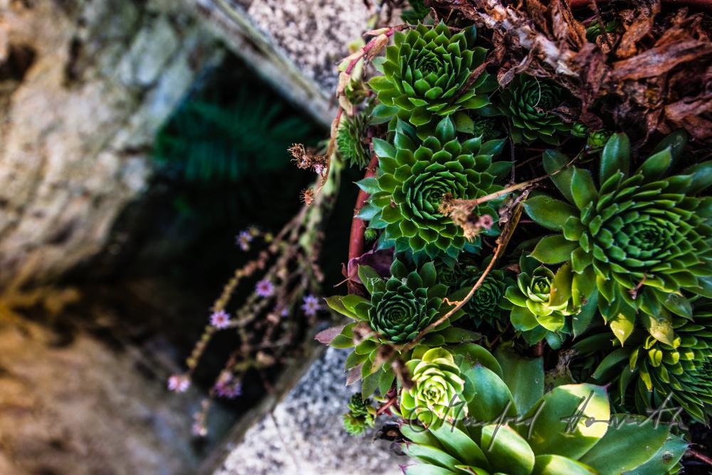 houseleek on the wall of a well