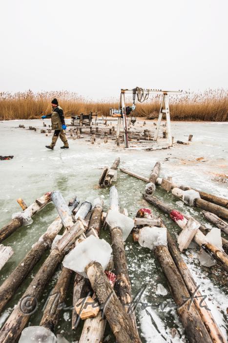 pulling out rotten pickets from the frozen lake