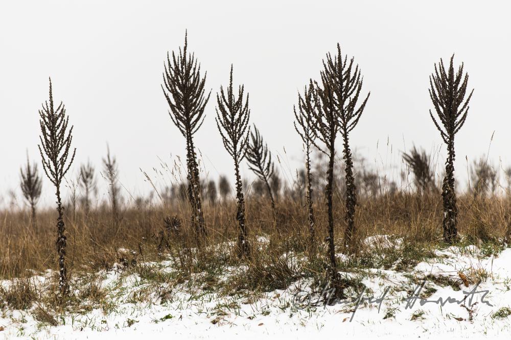 a group of Hoary Mulleins on the winterly xeric grassland