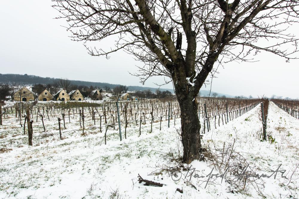 wine cellars near Bärenhöhle