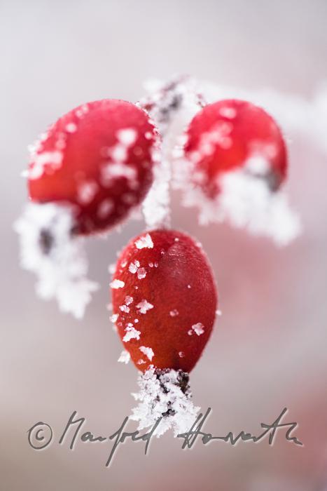 ripe fruits of rose hip on a bush with hoar frost