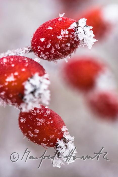 ripe fruits of rose hip on a bush with hoar frost