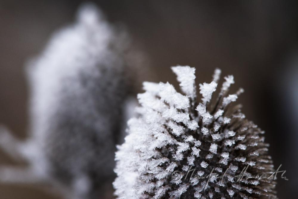 thistles (Cirsium lanceolatum) with hoarfrost
