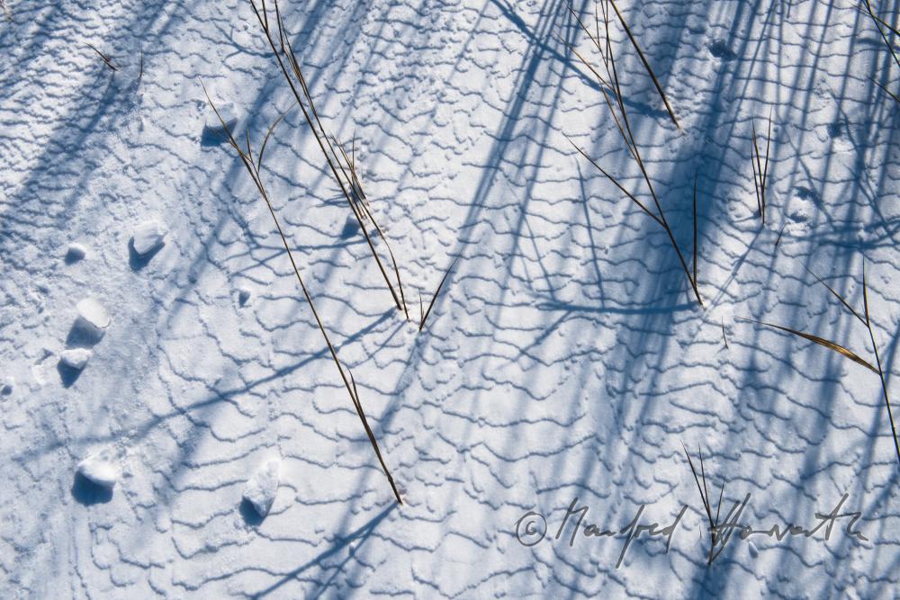 reed and ice on the beach of Podersdorf