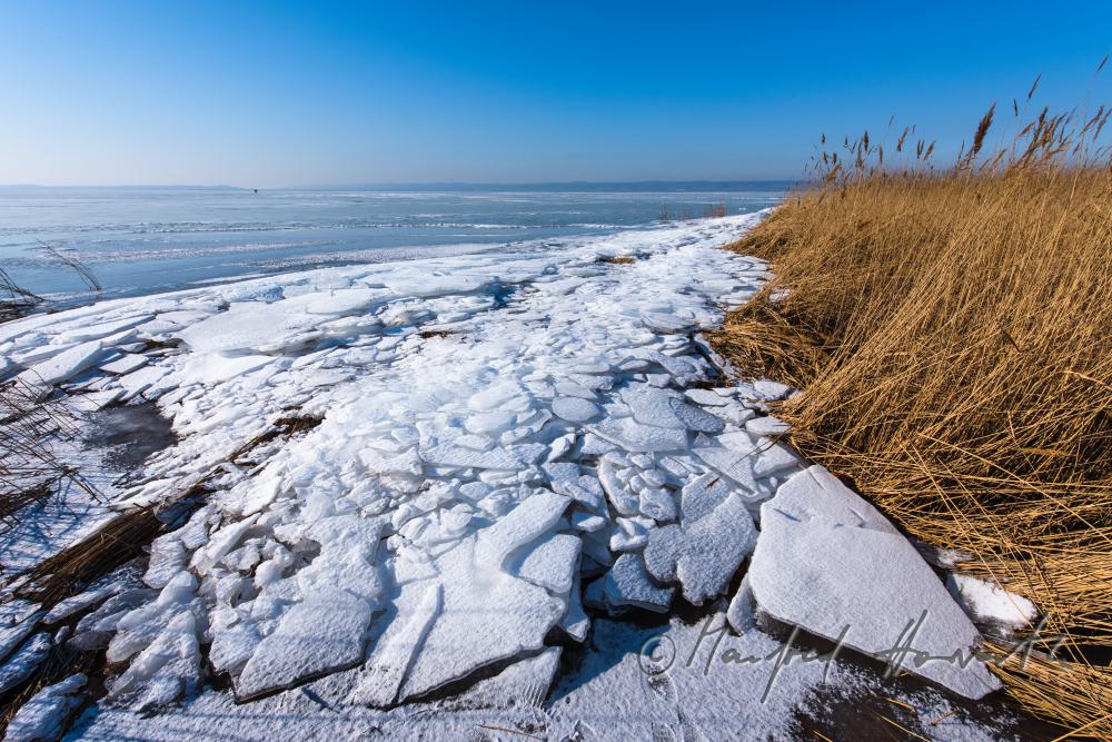 reed and ice on the beach of Podersdorf