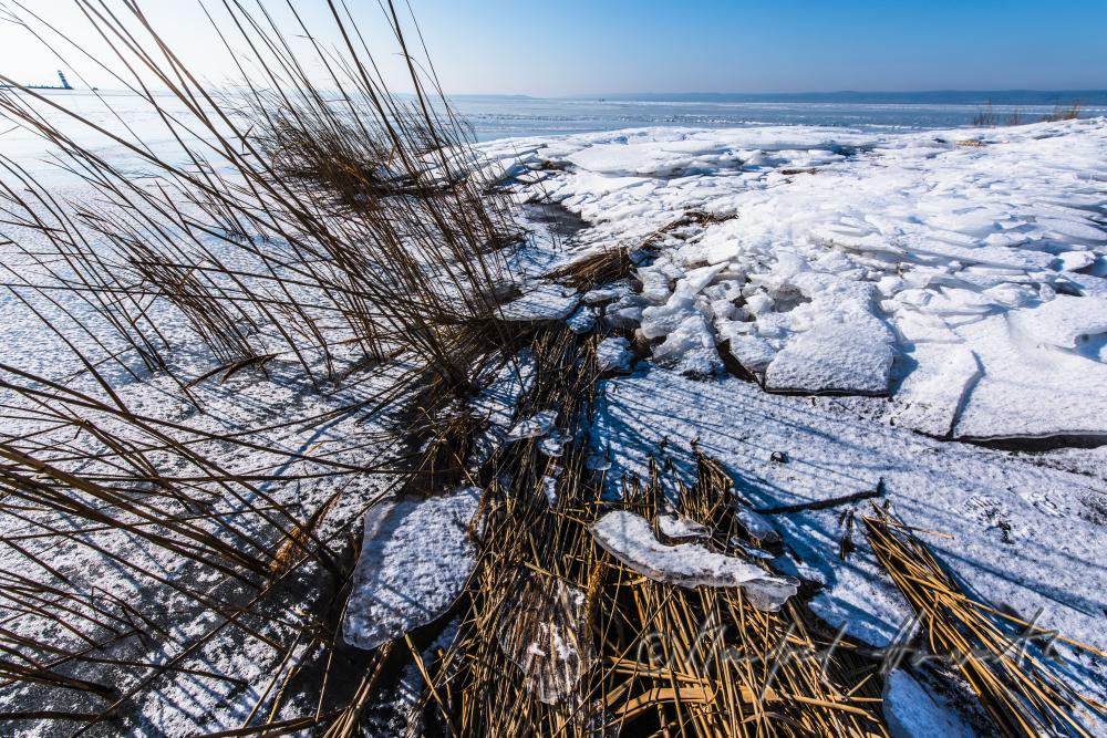 reed and ice on the beach of Podersdorf
