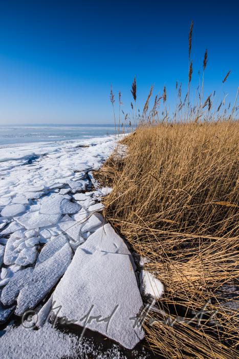 reed and ice on the beach of Podersdorf