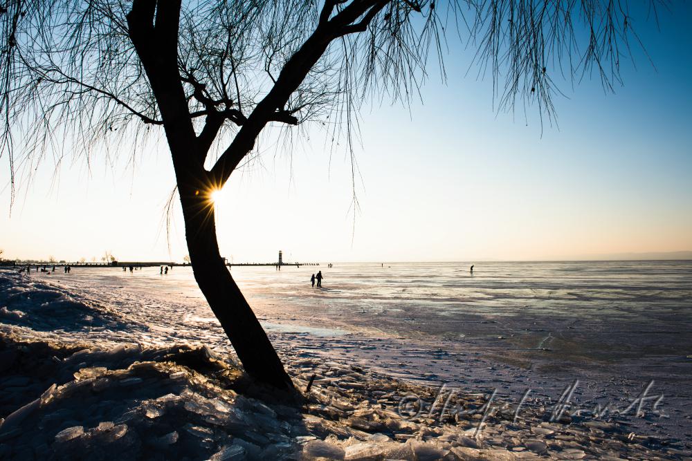 reed and ice on the beach of Podersdorf
