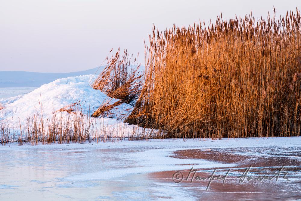 reed and ice on the beach of Podersdorf