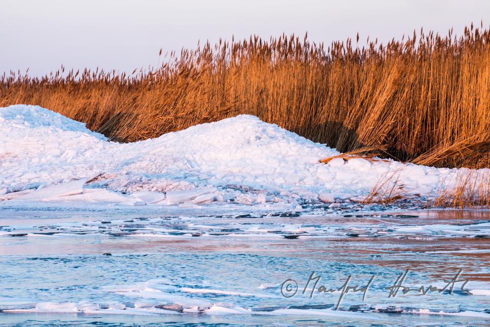 reed and ice on the beach of Podersdorf