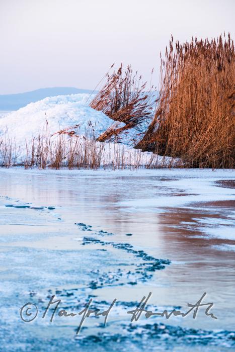 reed and ice on the beach of Podersdorf