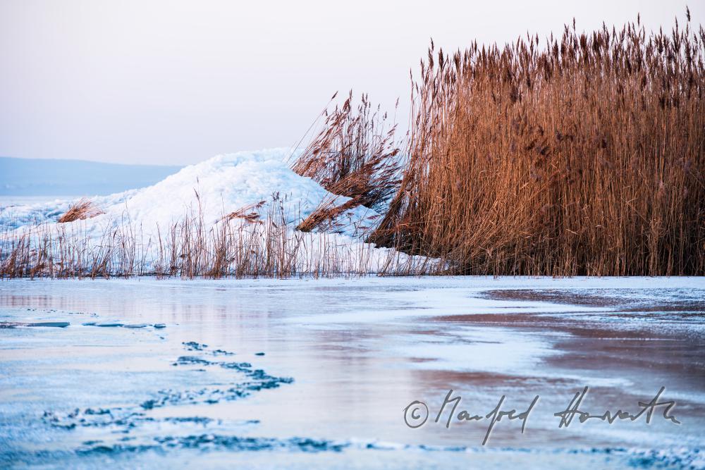 reed and ice on the beach of Podersdorf