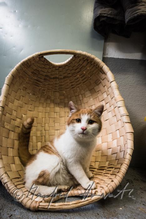 cat in a basket in the workshop of the basket braider
