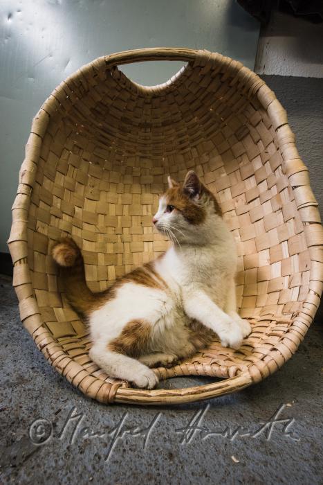 cat in a basket in the workshop of the basket braider