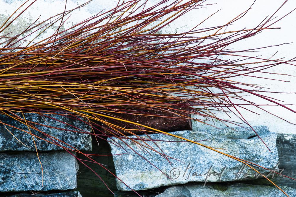 willow-brushwood in the workshop of the basket maker