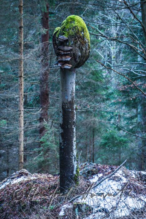 beech stem without a treetop caused by canker