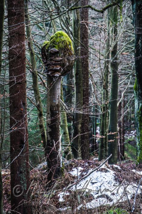 beech stem without a treetop caused by canker